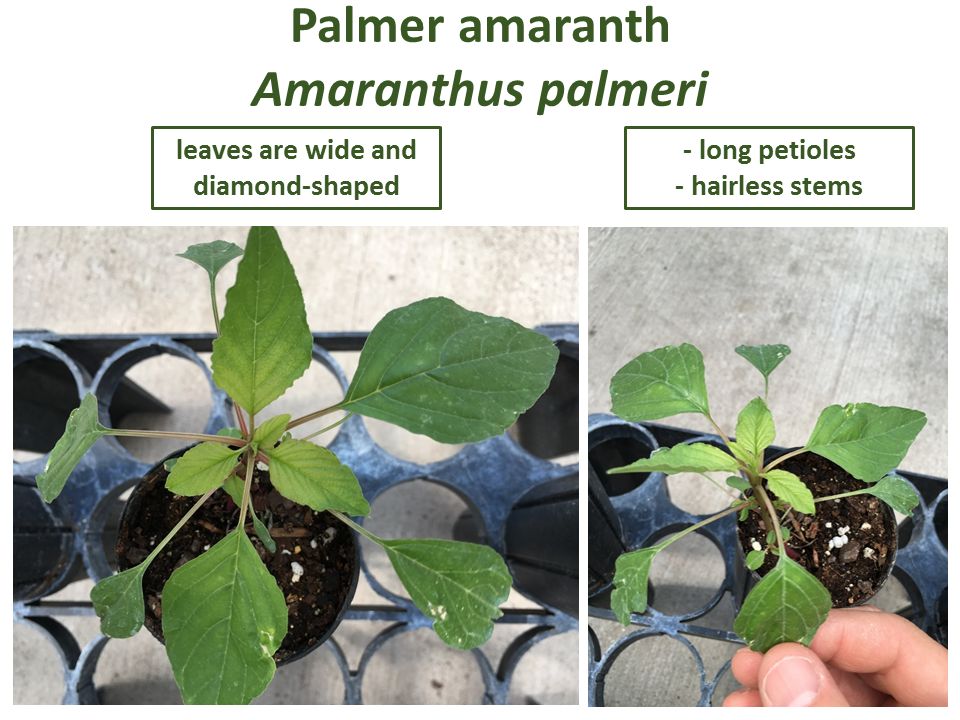 "Palmer amaranth"